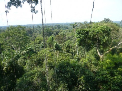 Jungle Canopy