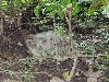 A ground turtle