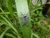 The jumping spider