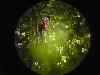Telescope view of a frigate bird