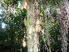 One of thosands of species in the jungle