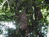 A termite nest
