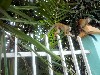 Squirrel monkeys