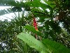 A heliconia plant