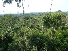 View of canope from the tree tower