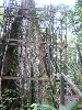 Tree tower to the jungle canopy