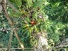 Flowering plant in the jungle canope
