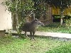 Tapir waiting for scraps by the lodge&rsquo;s kitchen