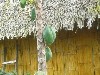 Exotic fruit tree on Yarina grounds