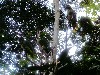 Toucans in the rainforest