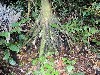 Surface roots on the forest floor