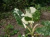 A jungle plant with green and white leaves