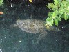 Swimming giant turtle