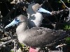 Red-footed boobies courting
