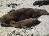 Sea lion nursing its baby