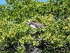 A brown pelican