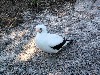 Masked booby always stays on the ground
