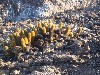 Cactus thrives on lava rocks