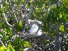 Red-footed booby feeding its young