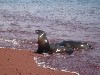 Sea lions on the beach