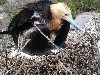 Warming up the nest