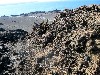 Lava cactus