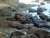 Sea lions visiting with birds