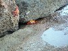 Sally Lightfoot crabs