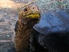 A giant tortoise reaches leaves
