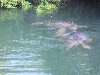 Giant turtles mating