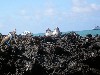 Blue-footed boobies