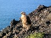 A galapagos hawk