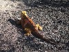 An iguana at Darwin Research Center