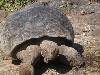 King of the Galapagos