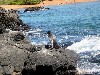 A Galapagos penguin surveys the scene