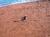 Marine iguana sunning itself