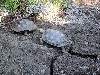 Baby turtles
