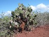 Cactus grows in the arid zone