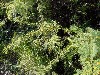 Ferns endemic to the islands