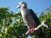 Red-footed booby displaying its feet