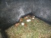 Guinea pigs in the hut