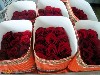 Packaged roses