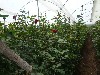 A greenhouse for roses