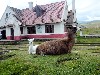 Llamas in Chimborazo