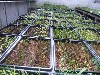 Orchids before they are planted outdoors