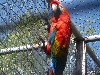 Fenced in toucan