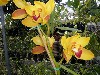 A species of wild orchid