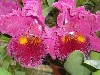 Close up view of wild orchid