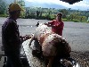 Skinning a pig&rsquo;s torched skin