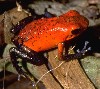 This is an exotic poison frog.
